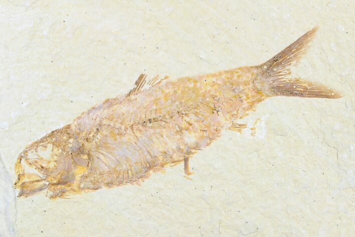 Detailed Fossil Fish (Knightia) - Wyoming #176350